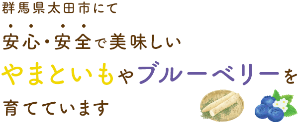 群馬県太田市にて安心・安全で美味しいやまといもやブルーベリーを育てています