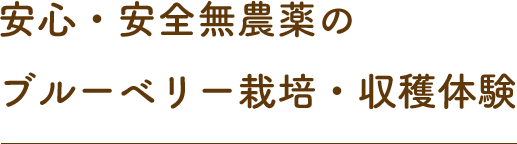 安心・安全無農薬のブルーベリー栽培・収穫体験